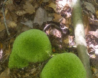 Musgo Cojín (Leucobryum Glaucum)