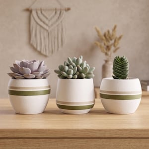 Peut inclure: Trois petits pots de fleurs en céramique blanche avec des plantes succulentes. Chaque pot a une bande horizontale vert olive et beige. Les plantes succulentes sont de couleurs et de formes variées.