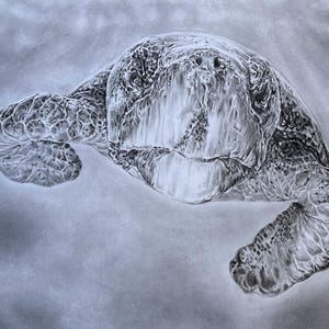 May include: A detailed charcoal drawing of a sea turtle, rendered in shades of gray and white. The turtle is depicted from a slightly elevated perspective, showcasing its textured shell and flippers. The artwork captures the turtle's form and features.