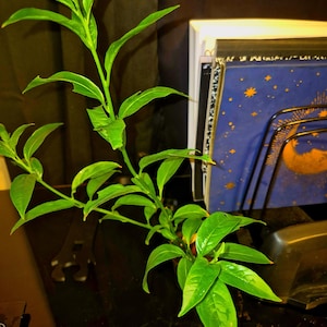 10-Inch Night Blooming Jasmine – Live Aromatic Plant for Garden & Patio – Rare Fragrant Blooms from Hermetic Garden Center