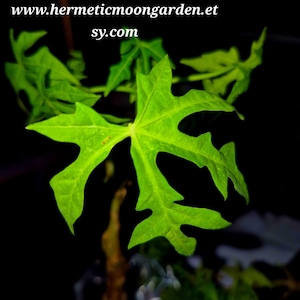 Chaya (Cnidoscolus aconitifolius) 10+ inch Live plant from FL Free shipping from hermetic garden center