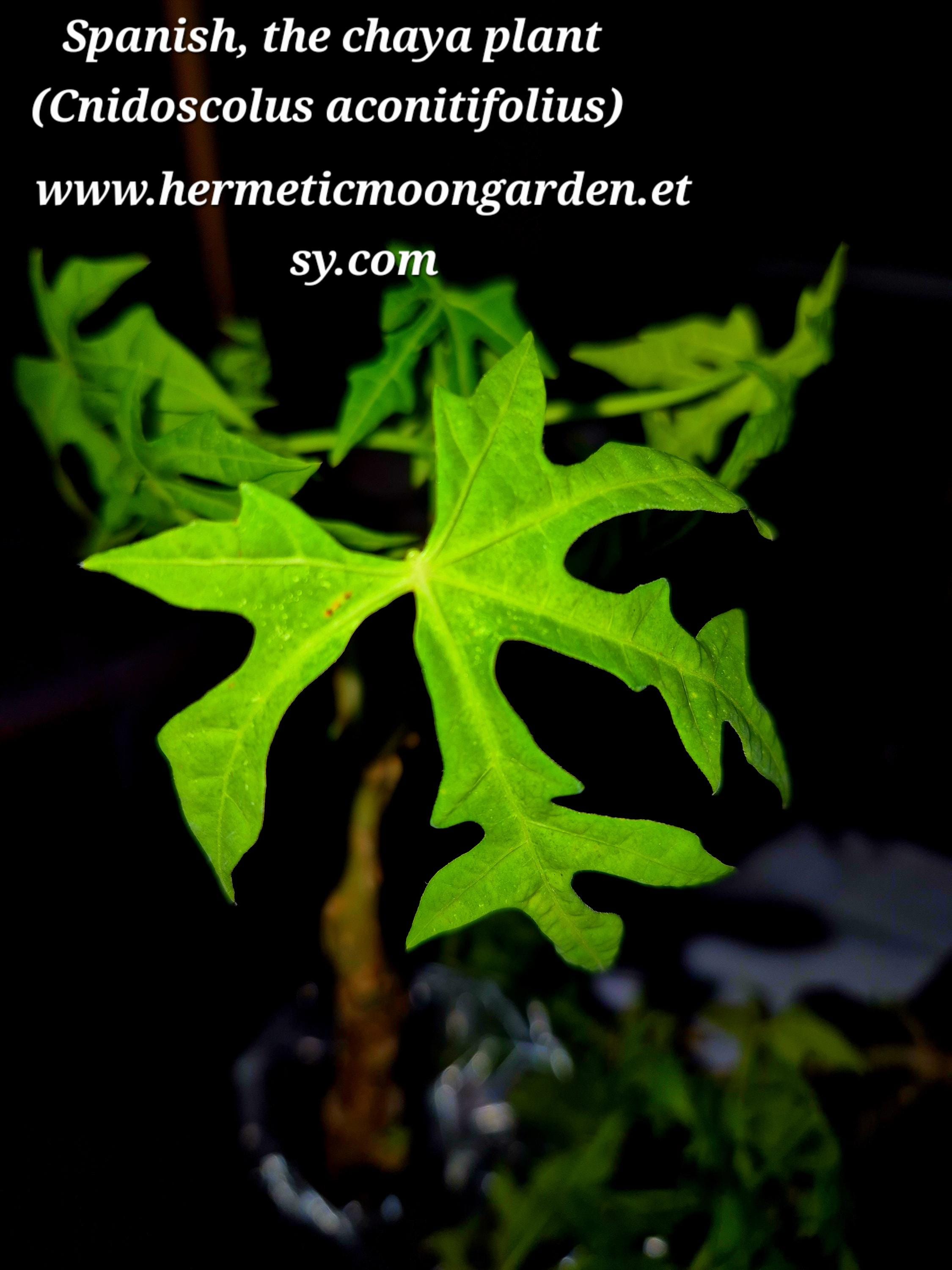 Espinacas orgánicas - Etsy México, image size:2250x3000