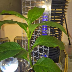 Pode incluir: Uma planta verde com folhas largas e lisas num recipiente de plástico transparente, posicionada em frente a uma régua de acrílico transparente que mostra medidas em polegadas. Um logótipo circular com a silhueta de um leão preto e o texto www.lionsandmoons.com é visível.