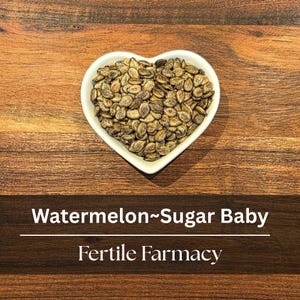 50 Heirloom Watermelon Seeds ~ Sugar Baby Sweet Melon (Non GMO, open pollination) Florida Grown Seeds
