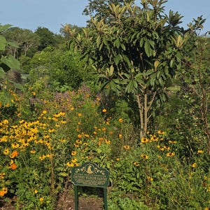 May include: A vibrant garden scene with a variety of plants and flowers. Yellow and orange flowers are in the foreground, with a sign that reads "Certified Wildlife Habitat". A tree with green leaves is in the center, and other greenery fills the background.