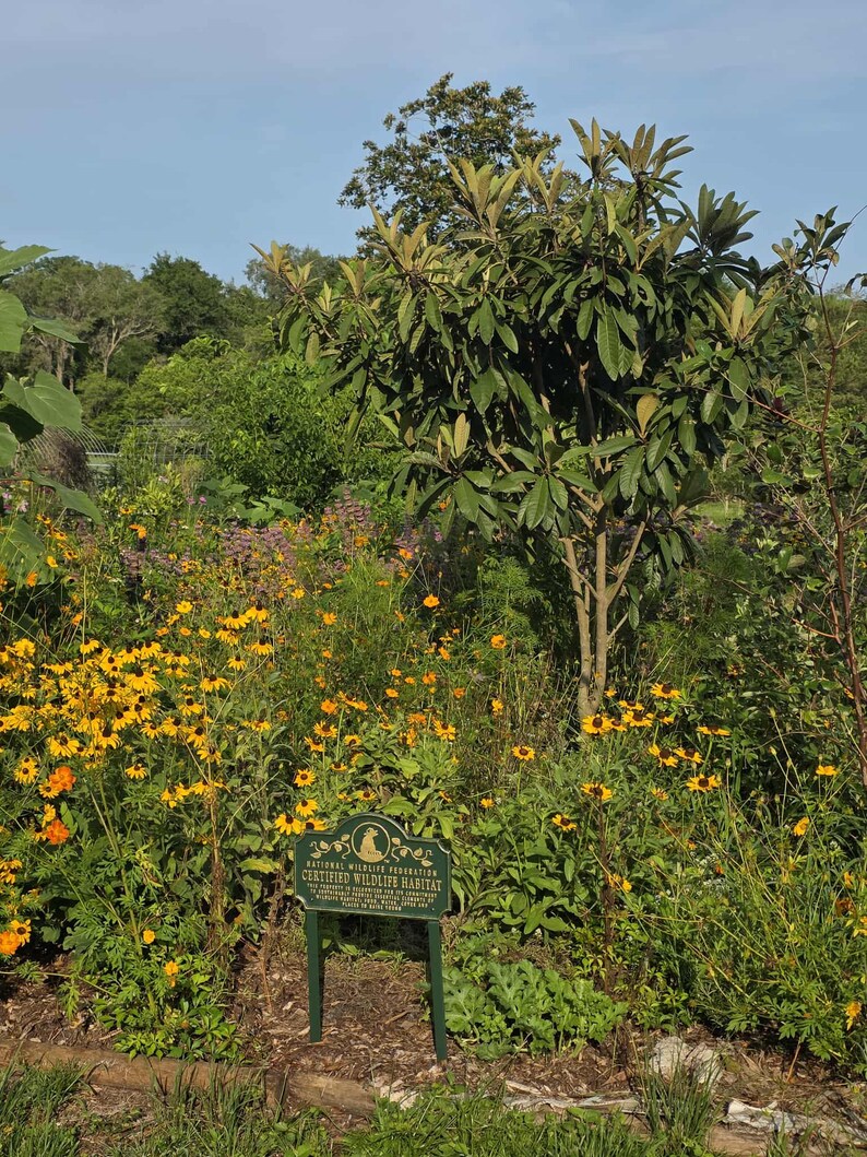 May include: A vibrant garden scene with a variety of plants and flowers. Yellow and orange flowers are in the foreground, with a sign that reads "Certified Wildlife Habitat". A tree with green leaves is in the center, and other greenery fills the background.