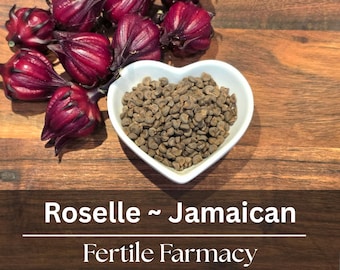 Roselle Hibiscus Seeds ~ Large Chunky Heirloom Jamaican Sorrel | Florida Grown & Licensed (96% Germination)