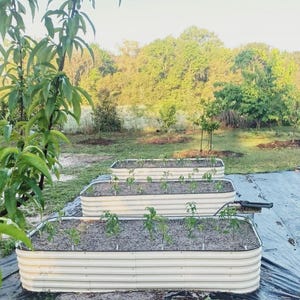May include: Outdoor scene featuring three beige metal raised garden beds filled with soil and young plants. The beds are arranged in a row on a black tarp, with a lush green background of trees and foliage. The image captures a sunny day.