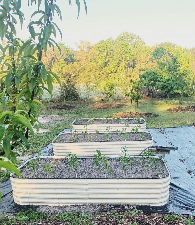 May include: Outdoor scene featuring three beige metal raised garden beds filled with soil and young plants. The beds are arranged in a row on a black tarp, with a lush green background of trees and foliage. The image captures a sunny day.