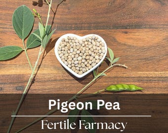 Pigeon Pea Seeds (Gandules) | Heat & Drought Tolerant ~ Tropical Food Forest ~ Florida Grown (96% Germination)