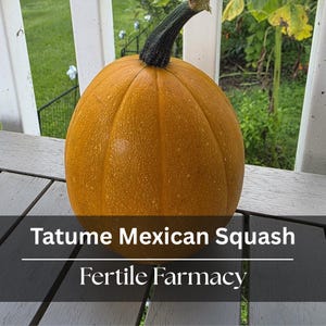 Tatume Squash Seeds ~ Mexican Heirloom ~ Drought Tolerant, Vine Borer Resistant | Florida Grown & Licensed (92% Germination)
