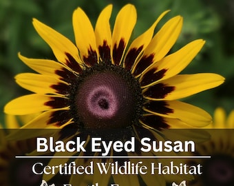 Black Eyed Susan Seeds ~ Pollinator Garden ~ Butterfly Plant ~ Native Wildflower ~ 200 Rudbeckia Seeds