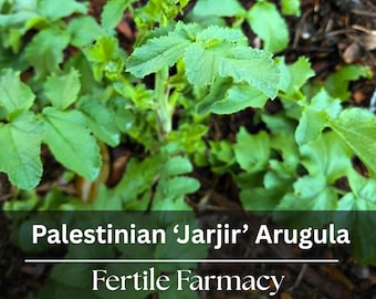 Arugula Seeds | Palestinian Jarjir | Rare Middle Eastern Vegetable | Spicy Salad Greens | Florida Grwon ~ 100 Seeds