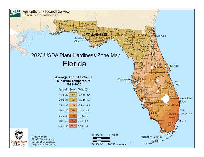 May include: A 2023 USDA Plant Hardiness Zone Map of Florida, showing average annual extreme minimum temperatures from 1991-2020. The map uses a color gradient to indicate zones, with text labels for cities and temperature ranges in Fahrenheit and Celsius.