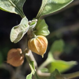 May include: Close-up of a plant with green leaves and small, round, yellow-orange seed pods. The pods have a textured surface and are attached to the stem. The leaves are a light green color.