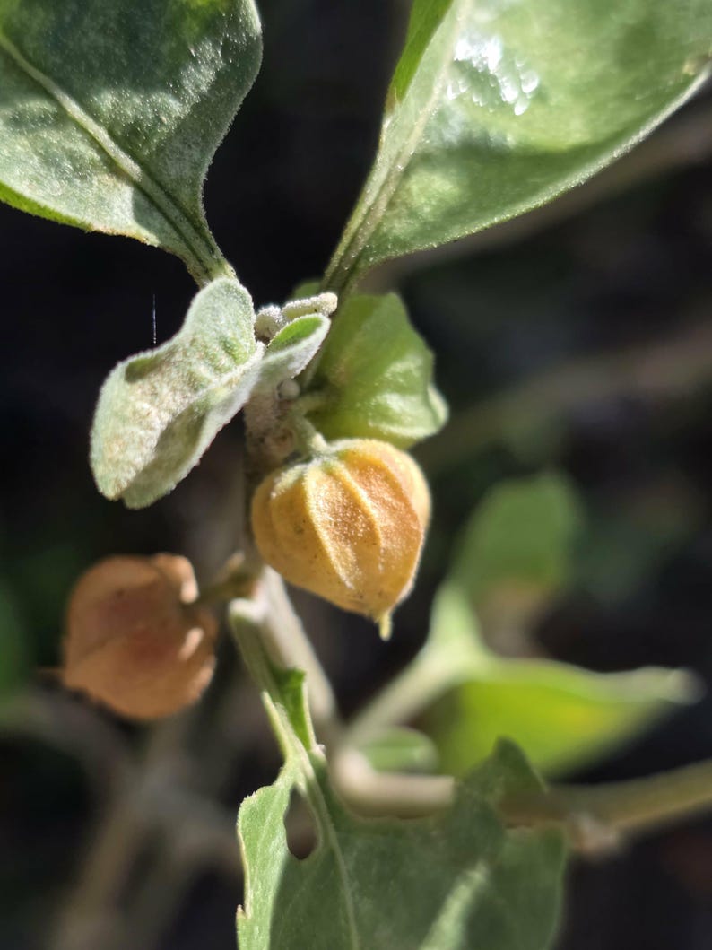May include: Close-up of a plant with green leaves and small, round, yellow-orange seed pods. The pods have a textured surface and are attached to the stem. The leaves are a light green color.