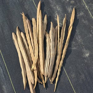 Moringa Seeds | Drumstick Tree | Fast Growing Edible Tree | Drought Tolerant Food Forest Plant zdjęcie 6