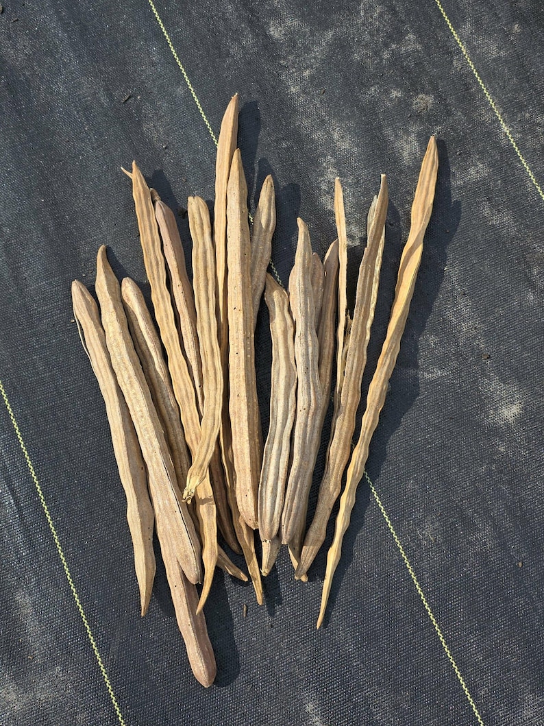 Moringa Seeds | Drumstick Tree | Fast Growing Edible Tree | Drought Tolerant Food Forest Plant zdjęcie 6