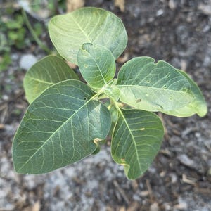 Ashwagandha Seeds ~ Drought Tolerant | Florida Grown & Licensed (Withania somnifera) image 10