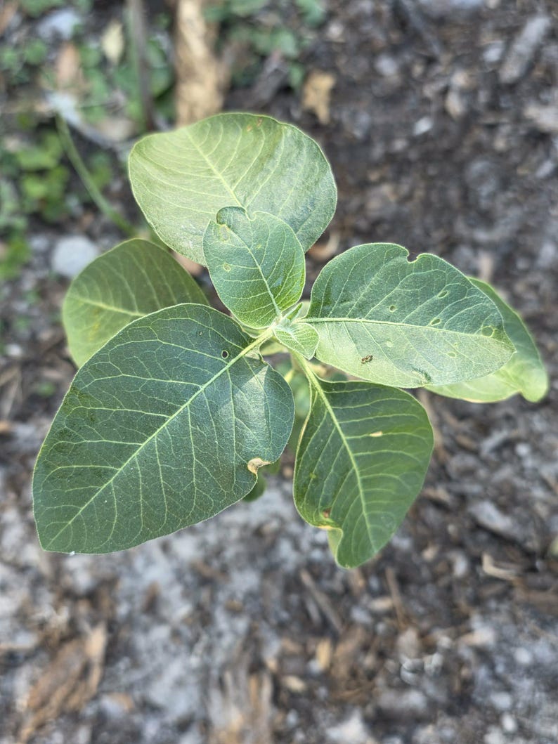 Ashwagandha Seeds ~ Drought Tolerant | Florida Grown & Licensed (Withania somnifera) image 10