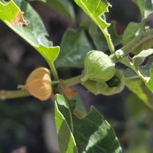 May include: Close-up of a plant with green leaves and small, round, light green and tan seed pods. The leaves have jagged edges, and the background is blurred.