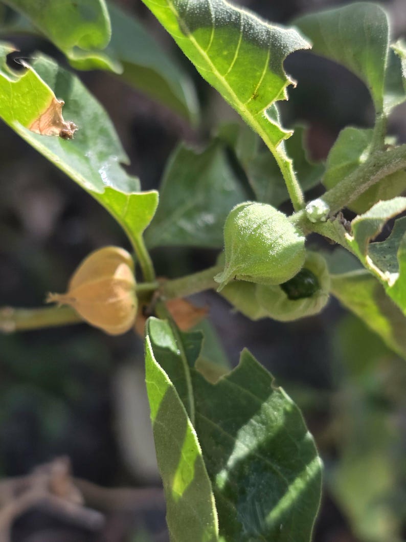 May include: Close-up of a plant with green leaves and small, round, light green and tan seed pods. The leaves have jagged edges, and the background is blurred.