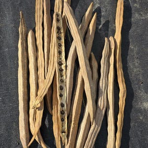Moringa Seeds | Drumstick Tree | Fast Growing Edible Tree | Drought Tolerant Food Forest Plant zdjęcie 2