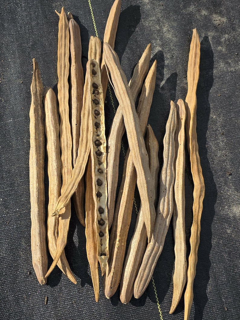 Moringa Seeds | Drumstick Tree | Fast Growing Edible Tree | Drought Tolerant Food Forest Plant zdjęcie 2