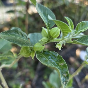 May include: Close-up of a green plant with several leaves and small, round, green fruits. The leaves have a textured surface and visible veins. The plant appears to be in a natural outdoor setting.