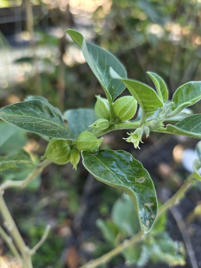 May include: Close-up of a green plant with several leaves and small, round, green fruits. The leaves have a textured surface and visible veins. The plant appears to be in a natural outdoor setting.