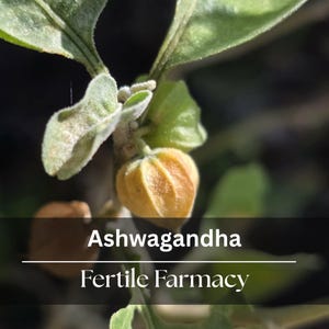 Ashwagandha Seeds ~ Drought Tolerant | Florida Grown & Licensed (Withania somnifera) image 1