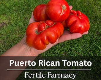 May include: Several bright red, irregularly shaped heirloom tomatoes with deep ridges and a smooth skin texture. The text Puerto Rican Tomato and Fertile Farmacy is overlaid on the image in white font against a dark semi-transparent background.