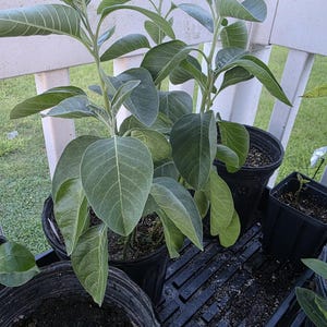 May include: Several potted plants with large, green leaves. The plants are in black plastic pots, arranged on a black surface. The leaves have prominent veins. The background includes a white railing and glimpses of greenery.