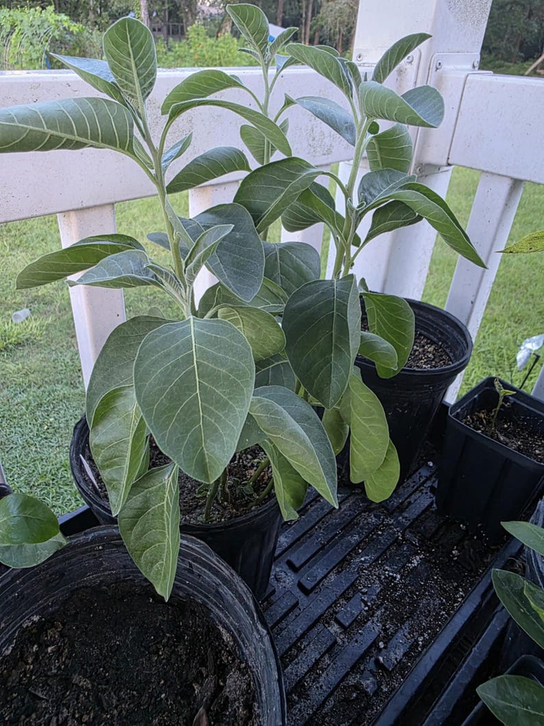 May include: Several potted plants with large, green leaves. The plants are in black plastic pots, arranged on a black surface. The leaves have prominent veins. The background includes a white railing and glimpses of greenery.
