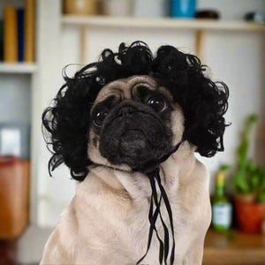 Pet Wig Costume – Funny Dog & Cat Wig with Qi Bangs or Curly Hair, Black, Golden, Silver Pet Wigs for Halloween And Cosplay, Cute Pet Hair