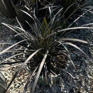 Black Liriope (Black Mondo Grass) – Striking Dark Foliage Groundcover Plant