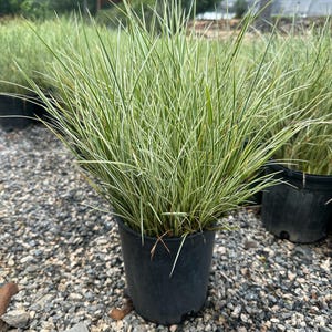 Variegated Acorus – Sweet Flag Plant | Hardy Ornamental Grass-Like Perennial for Wet or Shady Areas