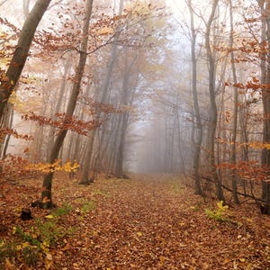 Könnte beinhalten: Herbstliche Waldszene mit einem Weg, der in die Ferne führt. Der Boden ist bedeckt mit braunen und goldenen Blättern. Bäume mit kahlen Ästen und etwas Laub sind zu sehen.