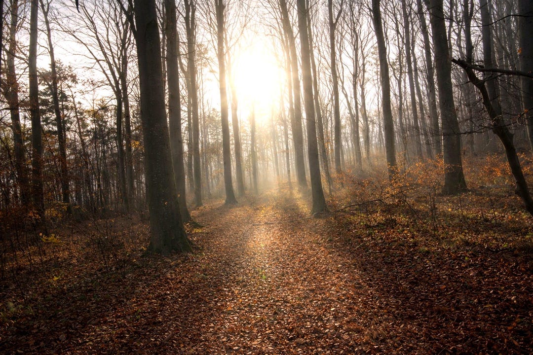 Forest Sunlight Path Wall Art Printable, Peaceful Nature Photography ...