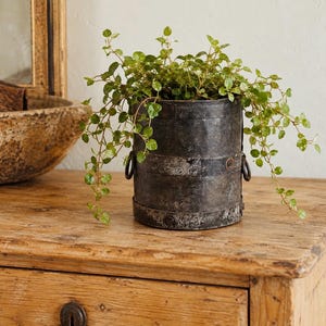 May include: A cylindrical dark grey metal bucket with horizontal bands and two side ring handles. The bucket has a weathered, distressed finish and contains a lush green plant with small, rounded leaves that spill over the sides.