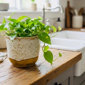 May include: A vibrant pothos plant in a decorative pot on a wooden surface. The pot features a textured, off-white upper section and a brown base. The kitchen setting includes a white sink and neutral-toned decor.