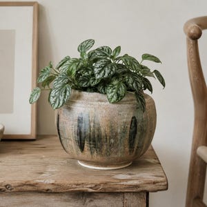 May include: A round, hand-thrown ceramic planter with a textured, mottled tan and brown glaze featuring vertical dark green brushstroke accents. The planter contains a lush Pilea cadierei plant with silver-patterned, dark green oval leaves.