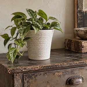May include: A potted Scindapsus pictus plant with heart-shaped, variegated green and silver leaves. The plant is housed in a tapered, speckled off-white ceramic planter with a textured, matte finish that contrasts with the smooth, glossy foliage.