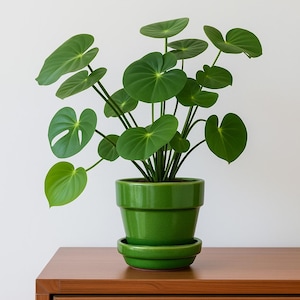 May include: A lush green plant with large, circular leaves in a matching green ceramic pot and saucer. The plant is placed on a wooden surface, contrasting with the white background. The plant's leaves are a vibrant, healthy green.
