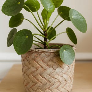 May include: A Pilea peperomioides plant, also known as a Chinese money plant, in a woven textured pot. The plant has round, green leaves and a central stem. The pot is a light brown color and sits on a wooden surface.