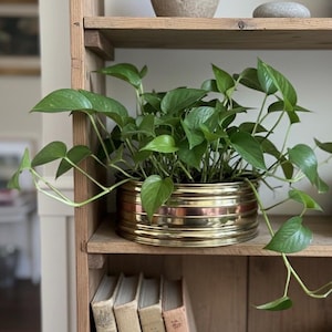 Puede incluir: Una exuberante planta de pothos verde en una maceta dorada y cobriza. La planta está colocada en una estantería de madera con libros. La maceta tiene bandas horizontales doradas y cobrizas. Las hojas son en forma de corazón y de un verde vibrante.