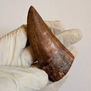 Large Carcharodontosaurus Dinosaur Tooth Fossil: 95 Million Year Old Cretaceous Predator