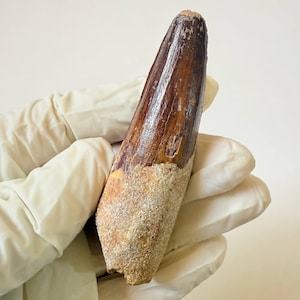 Massive Authentic Spinosaurus Tooth – Cretaceous Era Dinosaur Fossil – Rare Find