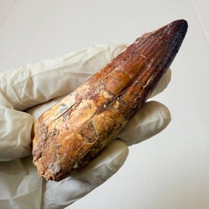 Large Fossilized Spinosaurus Tooth – Dinosaur Fossil – Cretaceous Monster