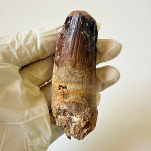 Rare Cretaceous Spinosaurus Tooth – Semi-Aquatic Dinosaur Fossil – Collector’s Item